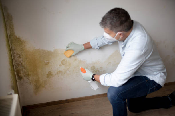 Best Mold Documentation for Insurance Claims  in Leitchfield, KY